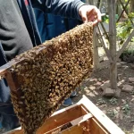 Apakah Anda tahu persis bagaimana lebah membuat madu ?Anda mungkin terkejut mengetahui bahwa prosesnya memang sangat rumit. Faktanya, sulit untuk tidak sepenuhnya tercengang dengan bagaimana makhluk-makhluk kecil yang pintar ini membuat produk alami yang luar biasa ini.