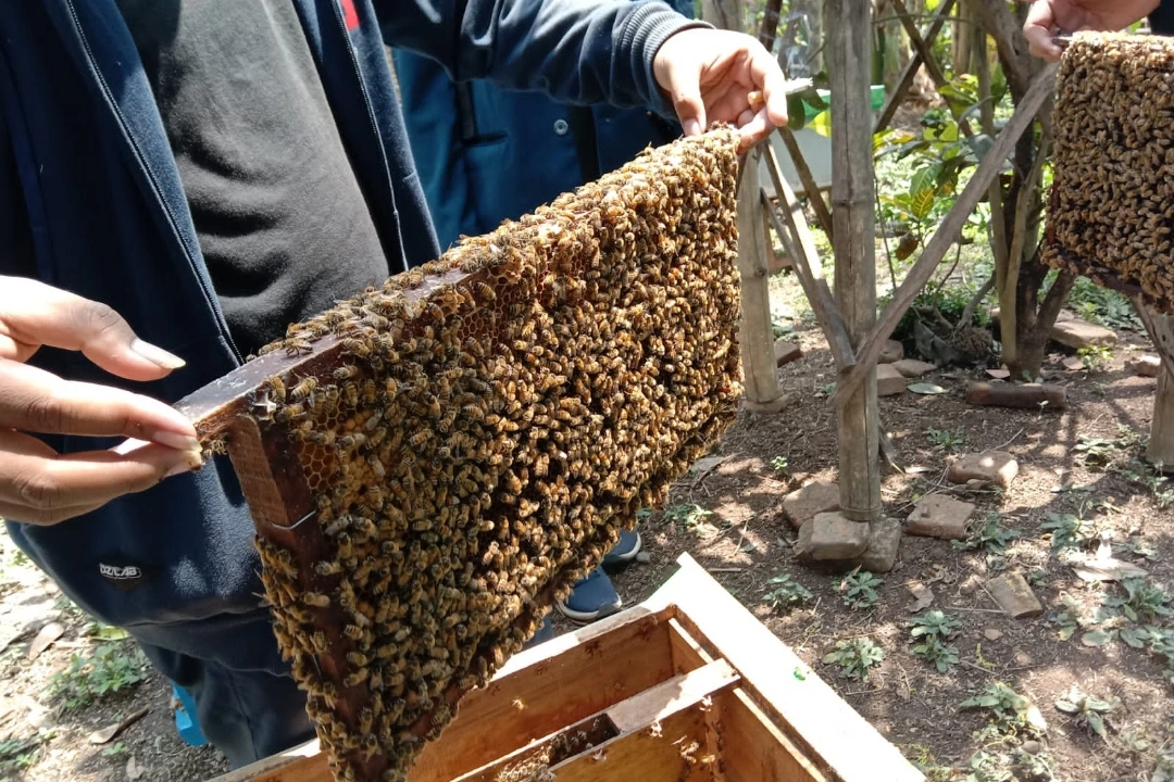 Apakah Anda tahu persis bagaimana lebah membuat madu ?Anda mungkin terkejut mengetahui bahwa prosesnya memang sangat rumit. Faktanya, sulit untuk tidak sepenuhnya tercengang dengan bagaimana makhluk-makhluk kecil yang pintar ini membuat produk alami yang luar biasa ini.